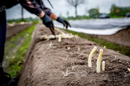 Preview: An asparagus picker, migrant worker from Romania, cuts the asparagus