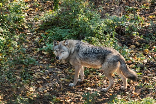 Preview: A wolf the autumn forest. Eurasian wolf, Canis lupus lupus.