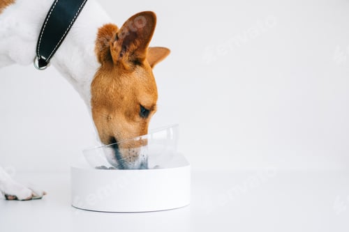 Preview: Red white basenji dog eating feed isolated on white background with copy space.