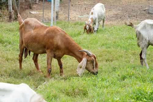 Preview: Goats in the green grass are eating grass.