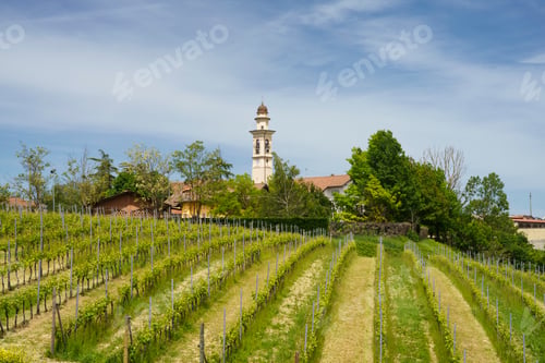 Preview: Vineyards of Monferrato near Gavi at springtime
