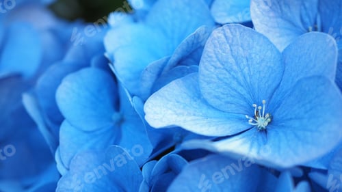 Preview: French Hydrangea and dark background. Blue Hydrangea or Hydrangea macrophylla or Hortensia flowers f