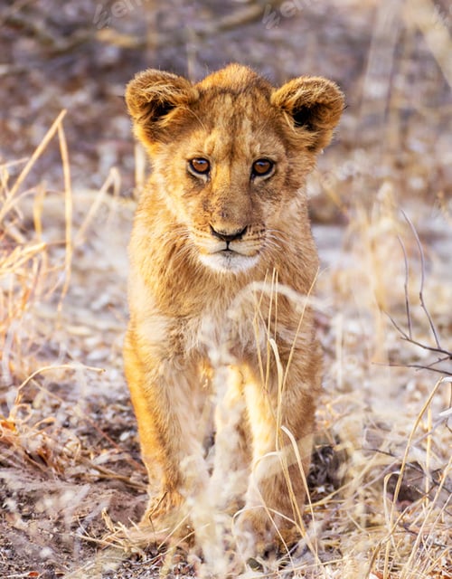 Preview: A Best wildlife sanctuary in the world