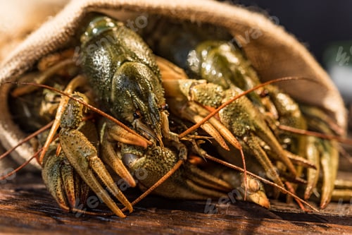 Preview: Raw crayfish with beer on wooden background