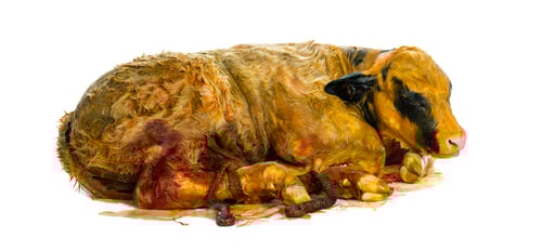 Preview: Belgian blue calf (3 minutes old) just born