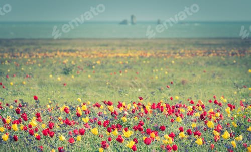 Preview: Wild tulips of red and yellow in green grass