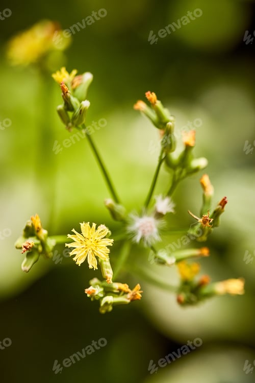 Preview: a closeup of the flowers on a stalk on a plant