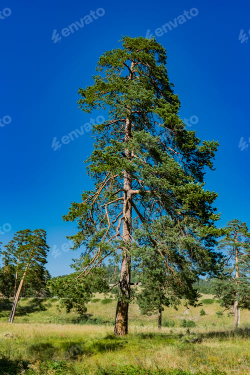 Preview: Evergreen trees on the Zlatibor mountain in Serbia