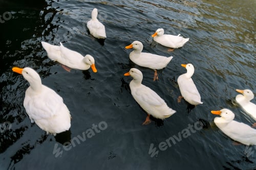 Preview: White domestic geese swimming on the pond