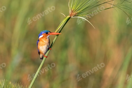 Preview: Selective focus shot of a kingfisher bird perched atop a slender stalk of grass