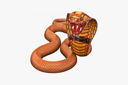 Preview: Coiled snake with bared fangs
