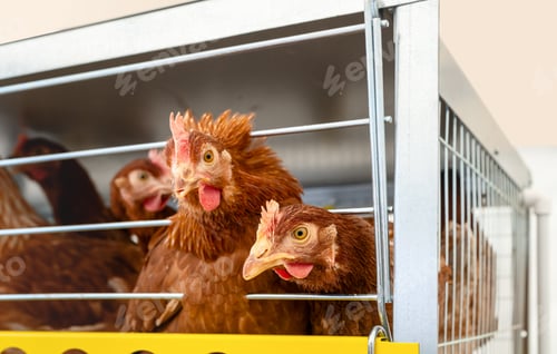 Preview: ISA Brown hens in cage on a poultry farm.