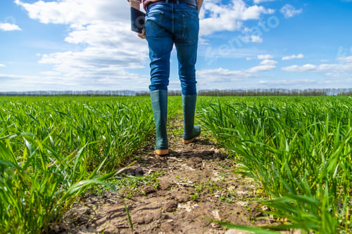 Preview: A man farmer checks how wheat grows in the field. Selective focus.