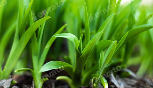 Preview: The waking of nature in spring, spring in nature. Blurred background of young green plants