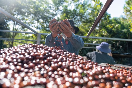 Preview: Farmer use hand turn coffee beans upside down berries drying natural process under sun light