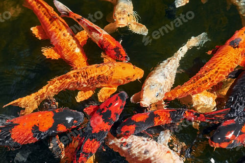 Preview: Top view of exotic colorful fishes that swimming in the water
