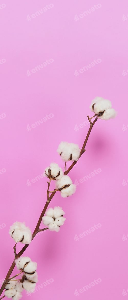 Preview: Natural Cotton flowers. white cotton balls flower branches and pink background.