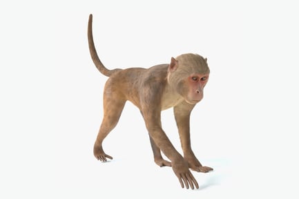 Preview: Animated Rhesus Macaque Monkey
