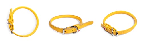 Preview: Set with yellow leather dog collars on white background. Banner design