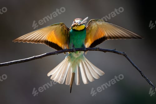 Preview: Closeup of a Bee-eater eating a dragonfly under the sunlight with a blurry background