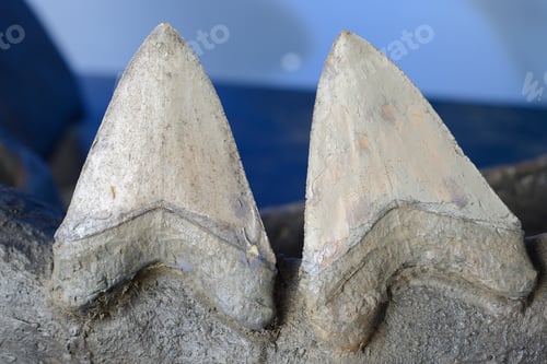 Preview: Reconstruction of teeth of the largest extinct shark, Megalodon.