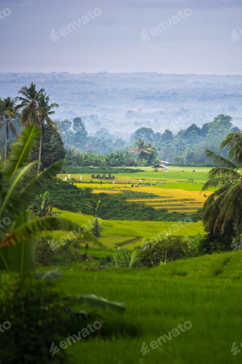 Preview: Beautiful morning view in Indonesia, panoramic landscape of rice fields
