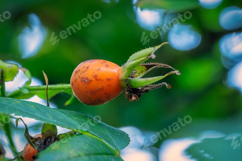 Preview: Ripe orange rose hip on leafy background
