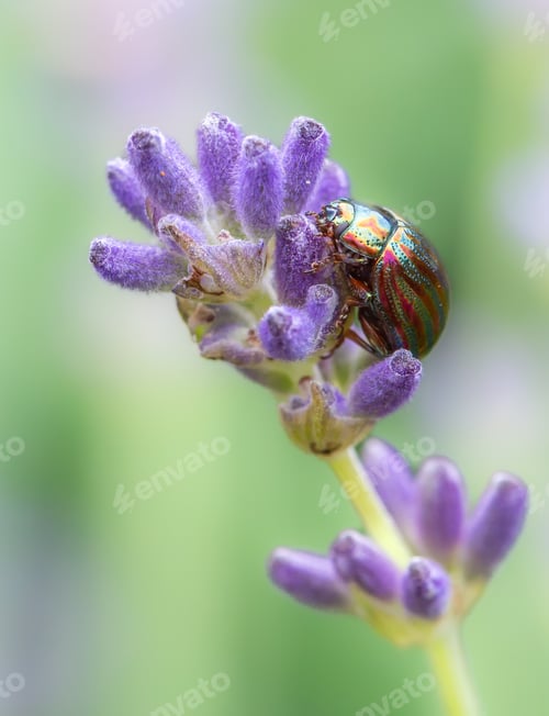 Preview: Life in miniature with a beautiful rainbow leaf beetle clinging to a purple lavender flower