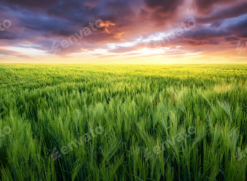 Preview: Grass on the field during sunrise. Agricultural landscape in the summer time.