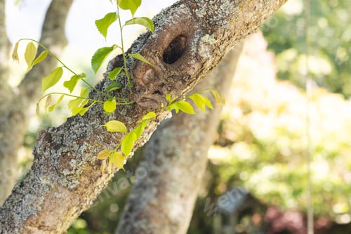 Preview: Close of of tree brunches on sunny terrace
