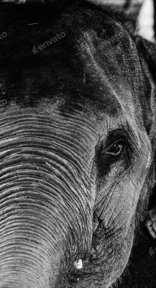 Preview: Nature's great masterpiece, an elephant.