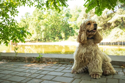 Preview: American spaniel, concept of pet and best friend - dog