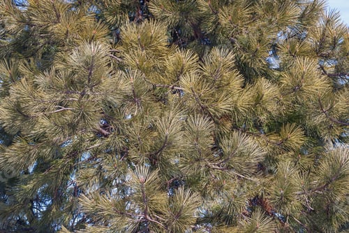 Preview: Ponderosa Pine (Pinus Ponderosa). Called Bull Pine, Blackjack Pine And Western Yellow Pine Also