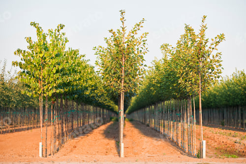 Preview: A tree nursery, rows of young sapling trees being grown