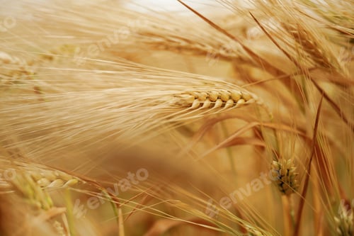Preview: Harvest season. Close-up of a barley field with golden stalks swaying in wind