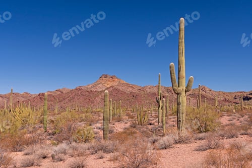 Preview: American Desert Landscape