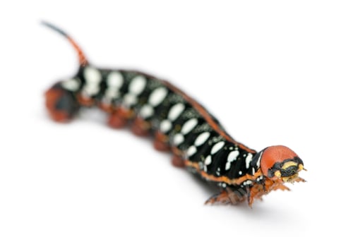 Preview: Spurge Hawk, Hyles Euphorbiae, caterpillar against white background