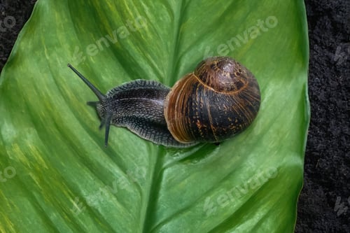 Preview: Garden Snail on a Shell (Cornu aspersum)