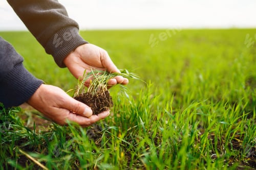 Preview: Young Green wheat seedlings in the hands of a farmer. Agronomist checks and explores sprouts of rye.