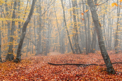 Preview: Mysterious autumn foggy forest
