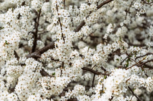 Preview: White spring blossoms fill branches in soft focus, creating natural floral background