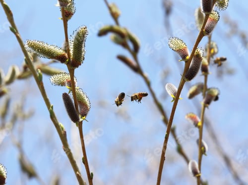 Preview: Two bees are flying in the trees.