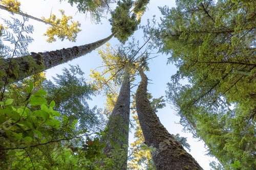 Preview: Looking up at Trees along a path at Sunrise in Canadian Nature.