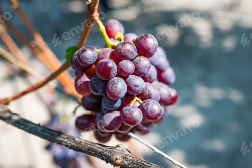 Preview: Vine with ripe blue grape berries growing in vineyard