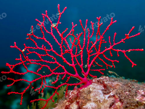 Preview: Red coral from Bali