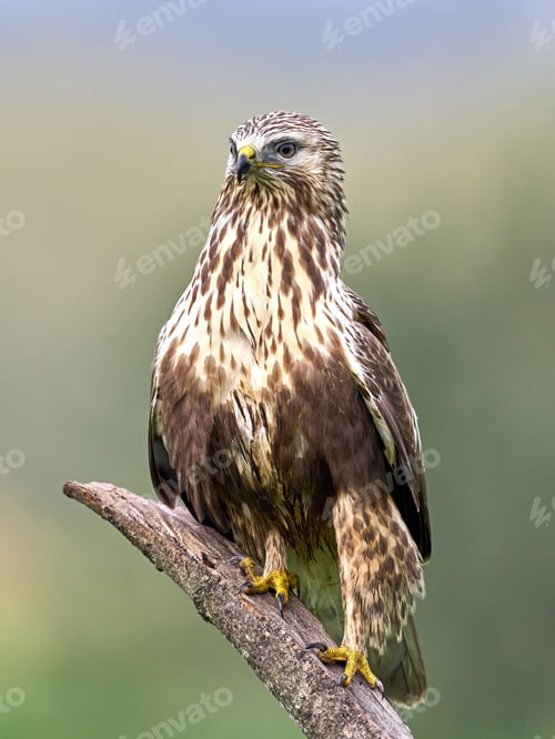 Preview: Rough-legged buzzard (Buteo lagopus)