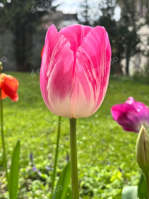 Preview: Single bright purple tulip stands out among a lush green field