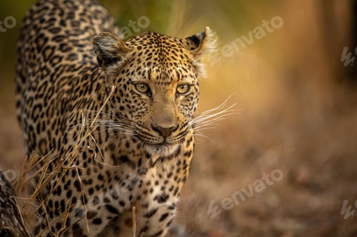 Preview: Close up of a Leopard's head in Kruger.