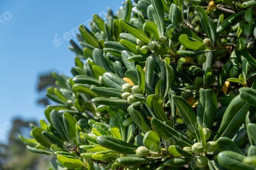 Preview: A close-up view of vibrant green leaves and budding fruits on a bush under clear blue skies in a