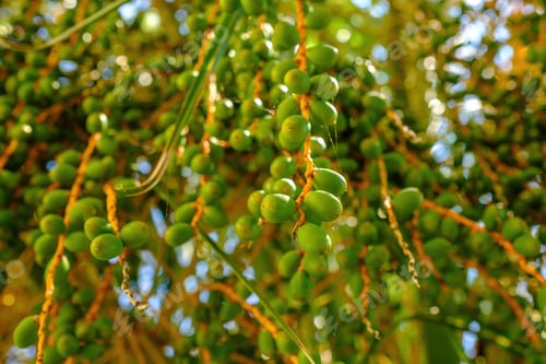 Preview: Palm trees with unripe dates on the branches